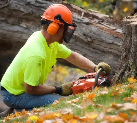 tree services Hicksville